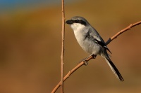 Tuhyk sedy - Lanius excubitor - Great Grey Shrike 4250